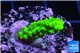 Acropora full neon green 2-3 cm WYSIWYG acclimaté