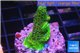 Acropora gold Indonesia 2-3 cm WYSIWYG acclimaté