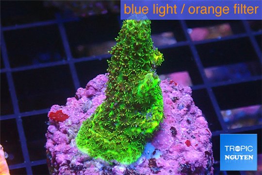 Acropora gold Indonesia 2-3 cm WYSIWYG acclimaté