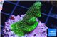 Acropora gold Indonesia 2-3 cm WYSIWYG acclimaté