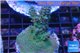 Acropora green purple Australia 3-4 cm WYSIWYG acclimaté