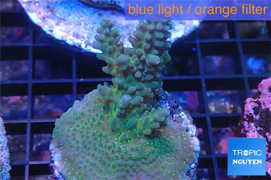 Acropora green purple Australia 3-4 cm WYSIWYG acclimaté