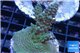 Acropora green purple Australia 3-4 cm WYSIWYG acclimaté
