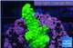 Acropora full neon green 2-3 cm WYSIWYG acclimaté