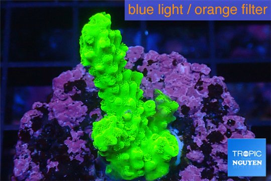 Acropora full neon green 2-3 cm WYSIWYG acclimaté