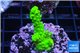 Acropora full neon green 2-3 cm WYSIWYG acclimaté