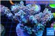 Acropora pink Indonesia 8-12 cm WYSIWYG acclimaté