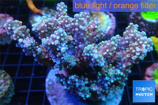 Acropora pink Indonesia 8-12 cm WYSIWYG acclimaté