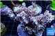 Acropora pink Indonesia 8-12 cm WYSIWYG acclimaté