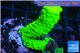 Acropora full neon green 3-5 cm WYSIWYG acclimaté