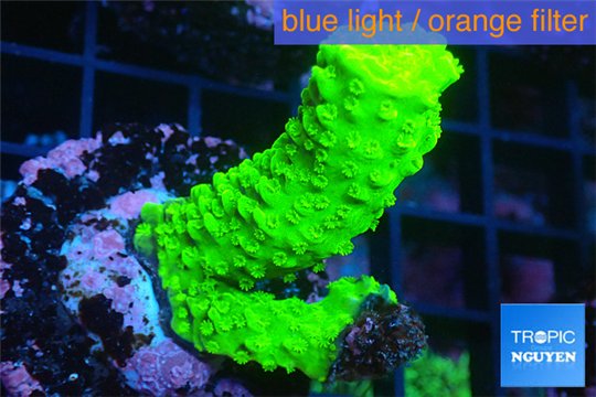 Acropora full neon green 3-5 cm WYSIWYG acclimaté