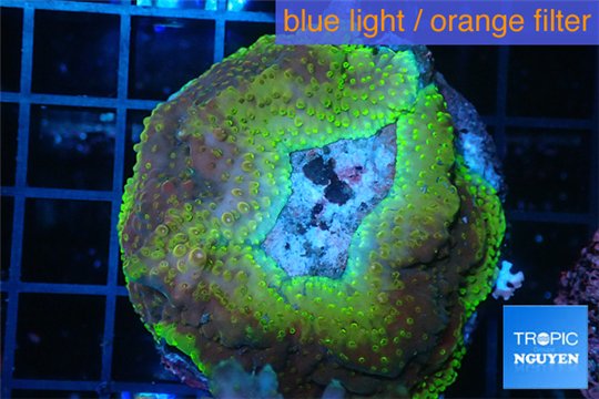 Acropora purple gold base rock Indonesia 6-8 cm WYSIWYG acclimaté