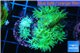 Duncanopsammia green 5-6 polyps WYSIWYG acclimaté