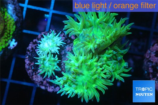 Duncanopsammia green 5-6 polyps WYSIWYG acclimaté
