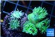 Duncanopsammia green 5-6 polyps WYSIWYG acclimaté