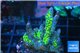 Montipora red fire 3-4 cm WYSIWYG acclimaté