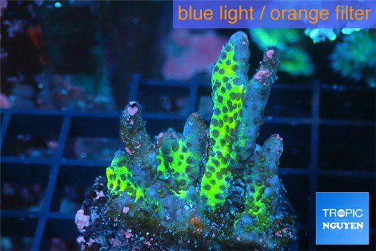 Montipora red fire 3-4 cm WYSIWYG acclimaté