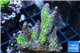 Montipora red fire 3-4 cm WYSIWYG acclimaté