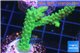 Acropora green 4-6 cm WYSIWYG acclimaté