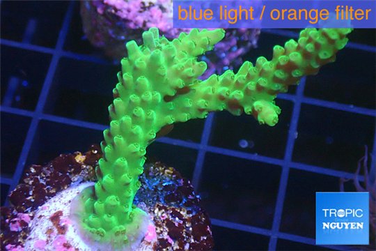 Acropora green 4-6 cm WYSIWYG acclimaté