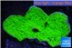 Montipora green cap 2-4 cm WYSIWYG acclimaté