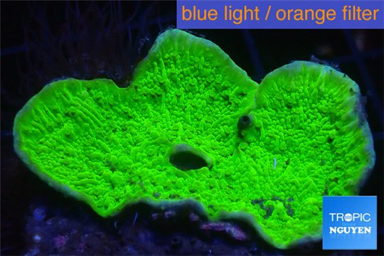 Montipora green cap 2-4 cm WYSIWYG acclimaté