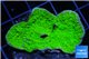 Montipora green cap 2-4 cm WYSIWYG acclimaté