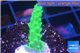 Acropora green 2-3 cm WYSIWYG acclimaté