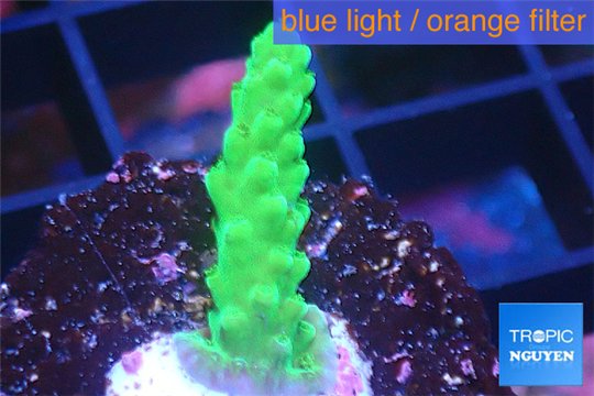 Acropora green 2-3 cm WYSIWYG acclimaté