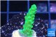 Acropora green 2-3 cm WYSIWYG acclimaté