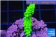 Acropora full neon green 2-4 cm WYSIWYG acclimaté