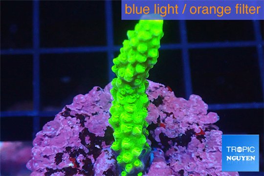 Acropora full neon green 2-4 cm WYSIWYG acclimaté