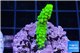 Acropora full neon green 2-4 cm WYSIWYG acclimaté