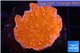 Montipora red cap 2-4 cm WYSIWYG acclimaté