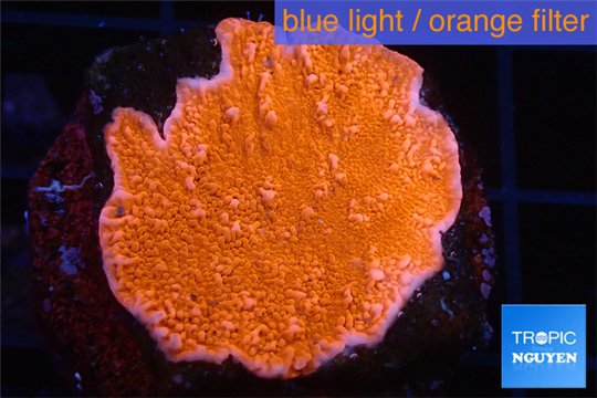 Montipora red cap 2-4 cm WYSIWYG acclimaté