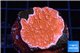 Montipora red cap 2-4 cm WYSIWYG acclimaté