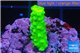Acropora full neon green 2-4 cm WYSIWYG acclimaté