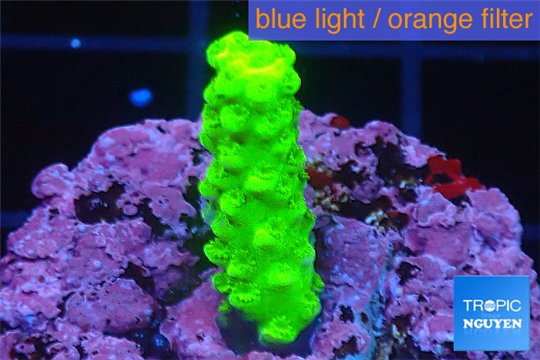 Acropora full neon green 2-4 cm WYSIWYG acclimaté