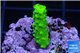 Acropora full neon green 2-4 cm WYSIWYG acclimaté