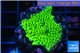 Montipora green & purple polyps 2-4 cm WYSIWYG acclimaté