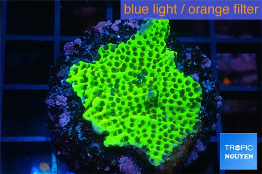 Montipora green & purple polyps 2-4 cm WYSIWYG acclimaté