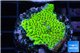 Montipora green & purple polyps 2-4 cm WYSIWYG acclimaté