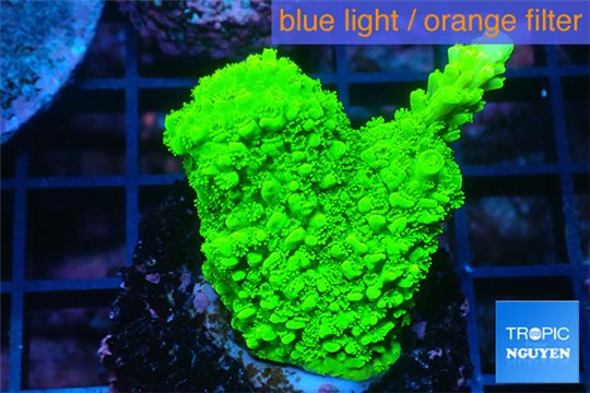 Acropora full neon green 2-3 cm WYSIWYG acclimaté