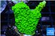 Acropora full neon green 2-3 cm WYSIWYG acclimaté