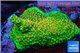 Acropora gold Indonesia base rock 4-6 cm WYSIWYG acclimaté