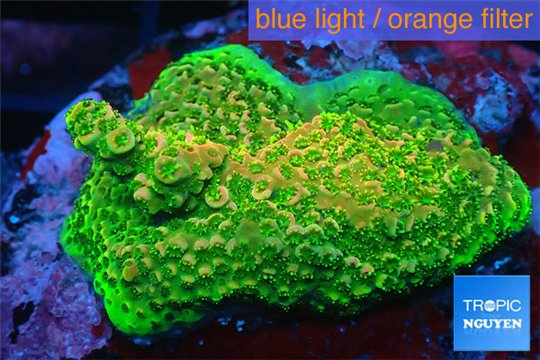 Acropora gold Indonesia base rock 4-6 cm WYSIWYG acclimaté