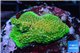 Acropora gold Indonesia base rock 4-6 cm WYSIWYG acclimaté