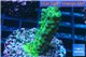 Acropora green 2-3 cm WYSIWYG acclimaté