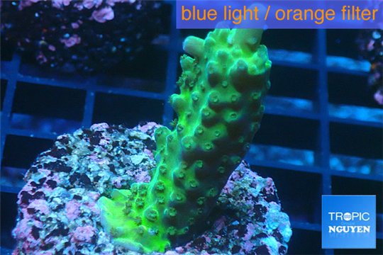 Acropora green 2-3 cm WYSIWYG acclimaté