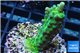 Acropora green 2-3 cm WYSIWYG acclimaté